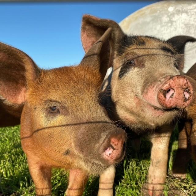 Freshwater Creek Cottages & Farm Stay Torquay Eksteriør billede