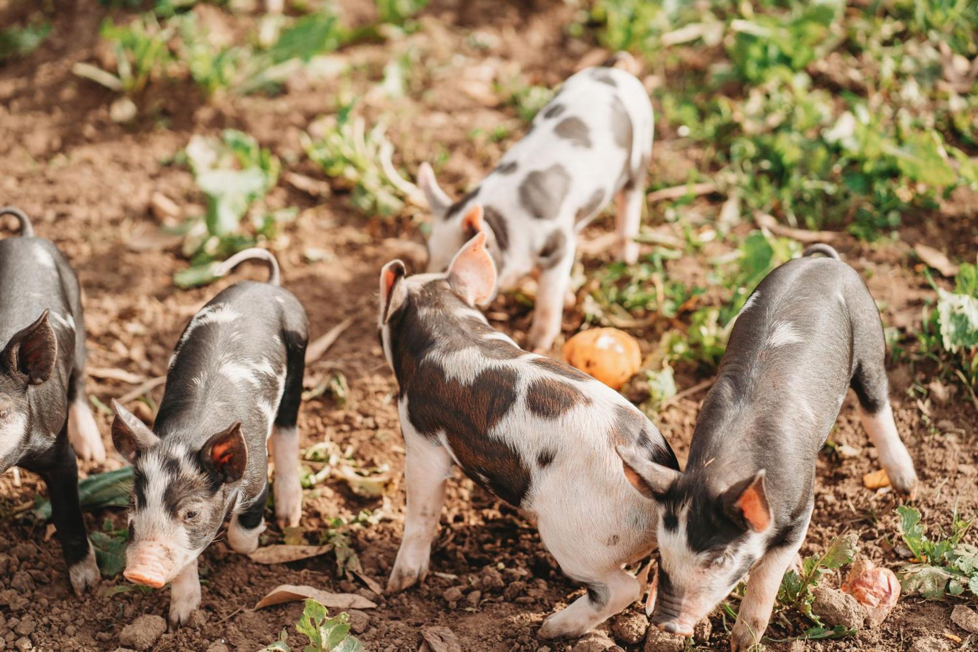Freshwater Creek Cottages & Farm Stay Torquay Eksteriør billede