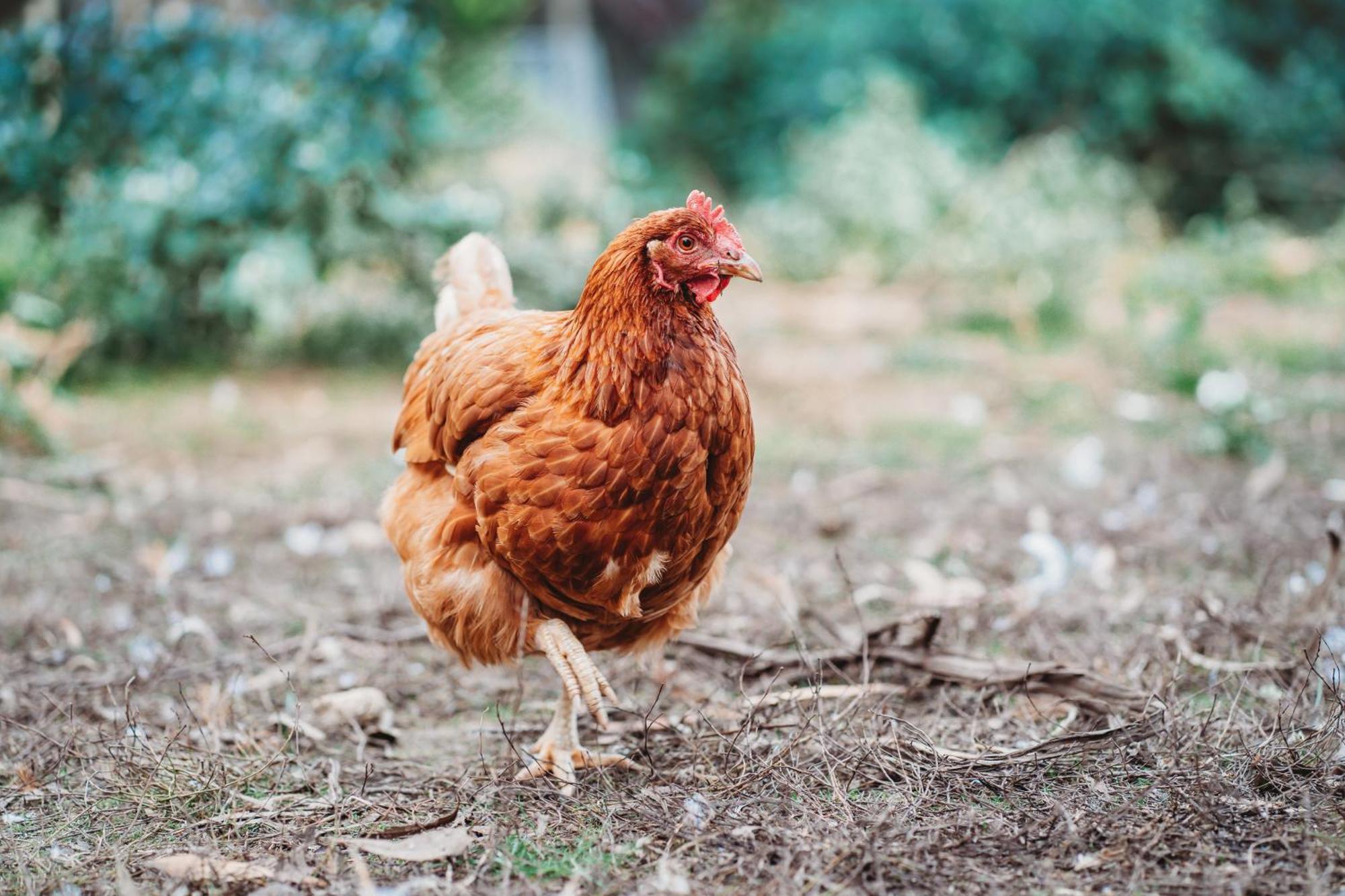 Freshwater Creek Cottages & Farm Stay Torquay Eksteriør billede