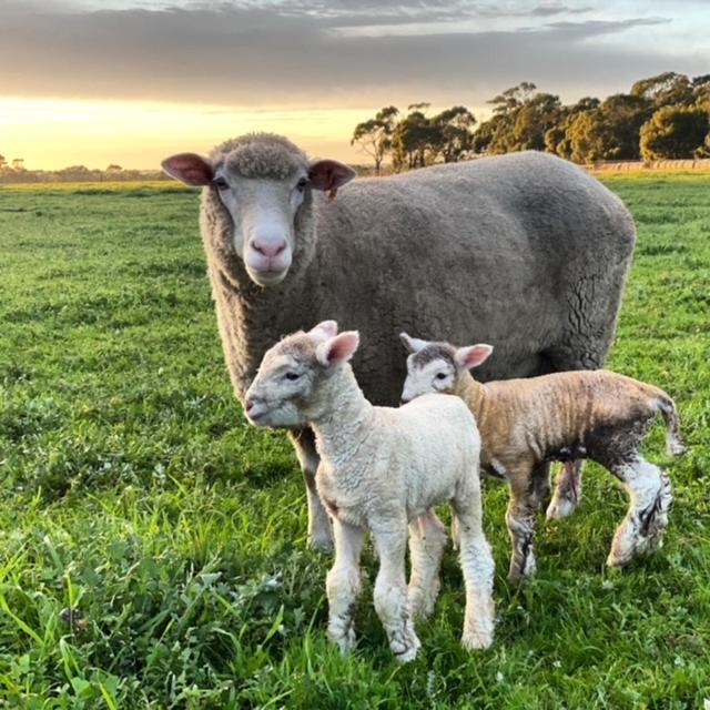 Freshwater Creek Cottages & Farm Stay Torquay Eksteriør billede