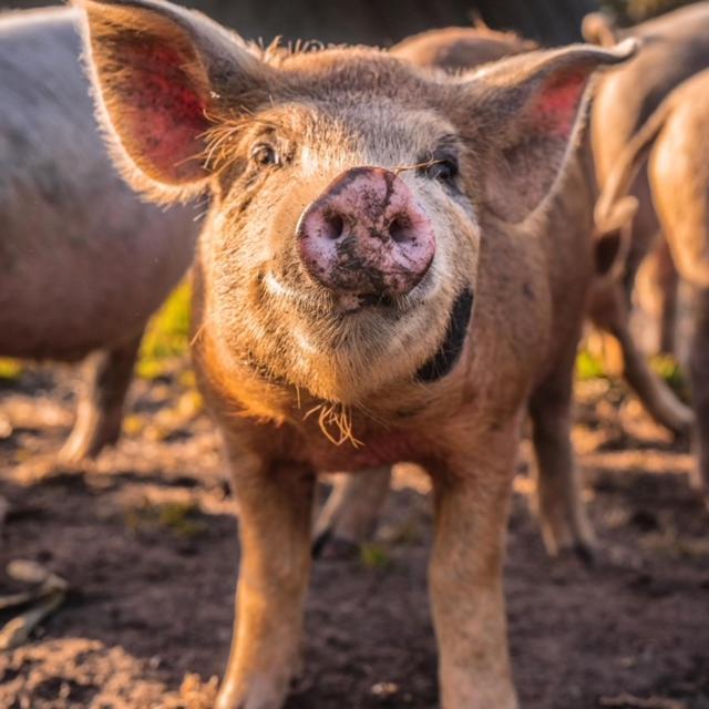 Freshwater Creek Cottages & Farm Stay Torquay Eksteriør billede