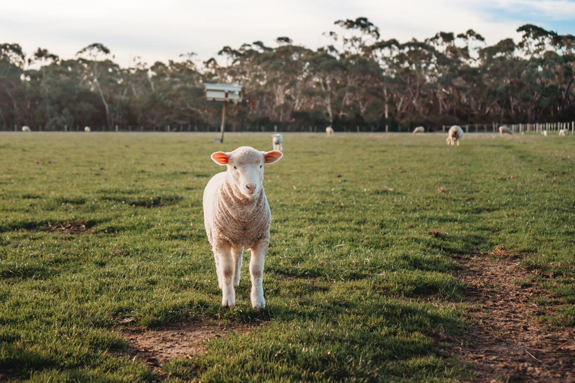 Freshwater Creek Cottages & Farm Stay Torquay Eksteriør billede