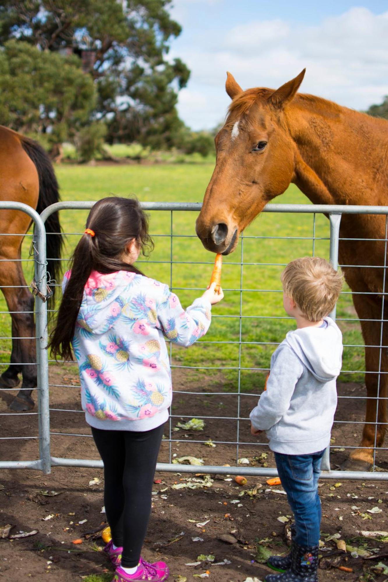 Freshwater Creek Cottages & Farm Stay Torquay Eksteriør billede