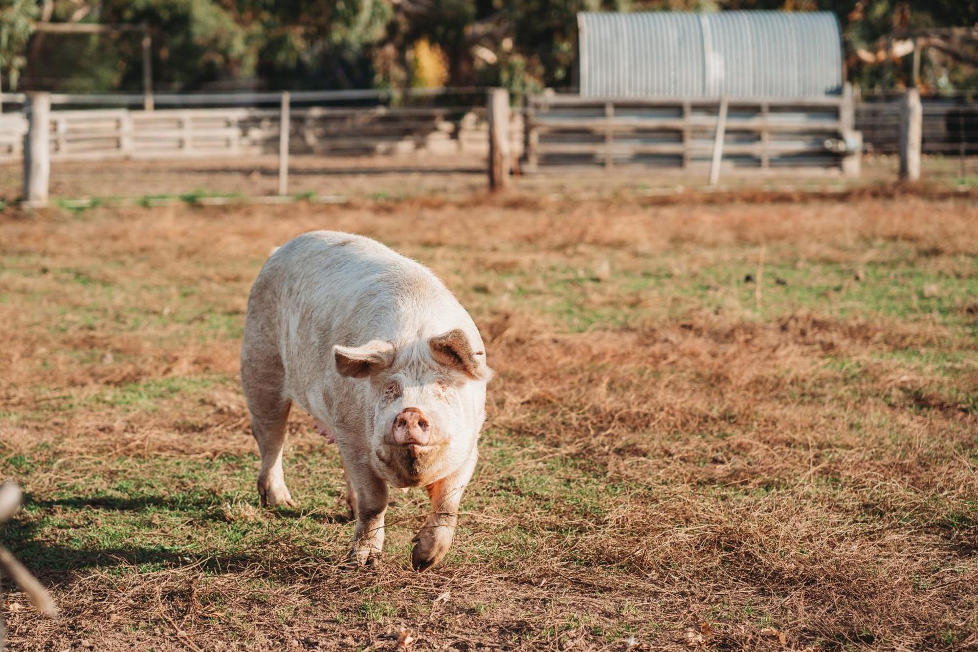 Freshwater Creek Cottages & Farm Stay Torquay Eksteriør billede