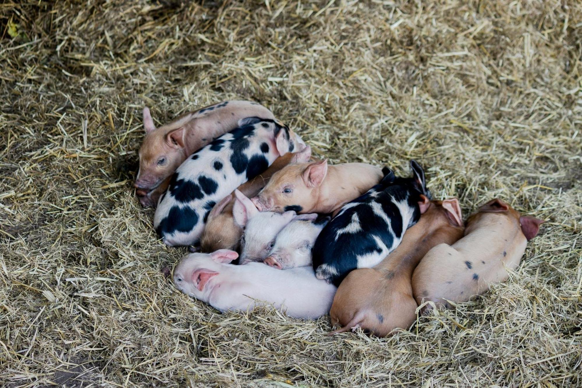 Freshwater Creek Cottages & Farm Stay Torquay Eksteriør billede