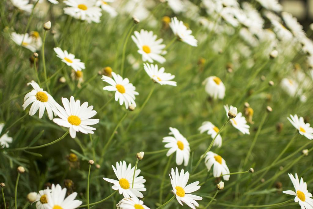 Freshwater Creek Cottages & Farm Stay Torquay Værelse billede