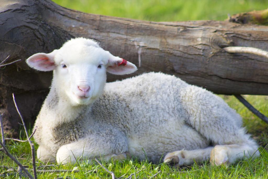 Freshwater Creek Cottages & Farm Stay Torquay Eksteriør billede