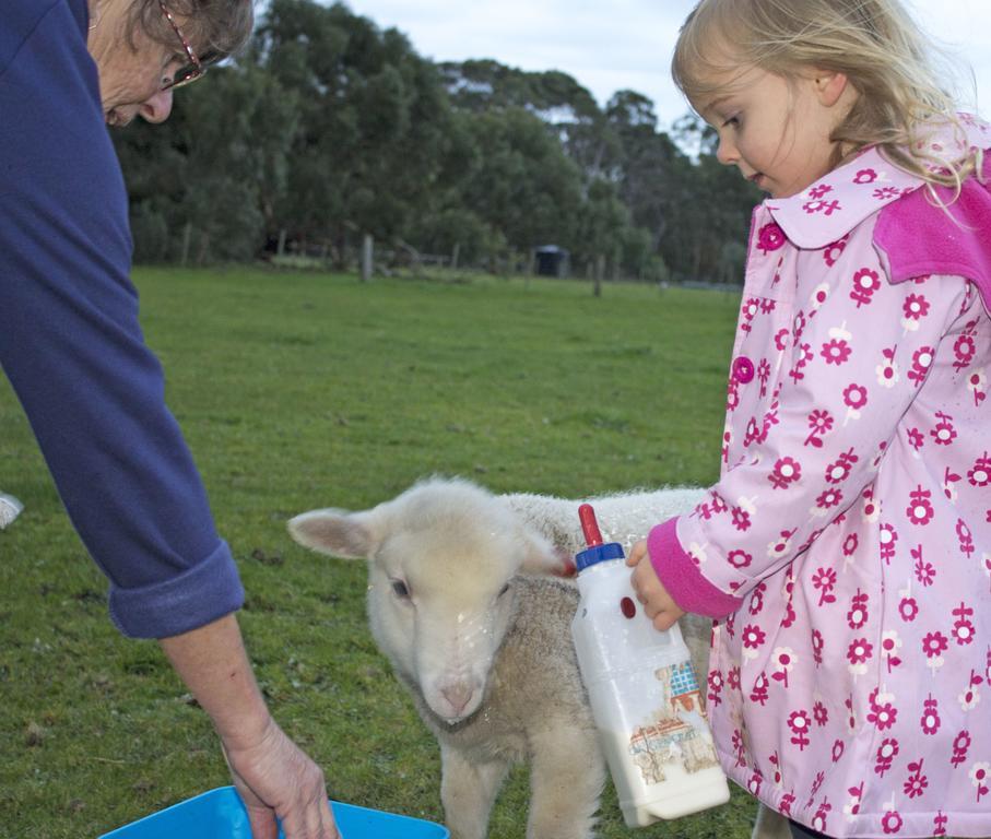 Freshwater Creek Cottages & Farm Stay Torquay Eksteriør billede